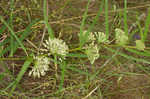 Green milkweed